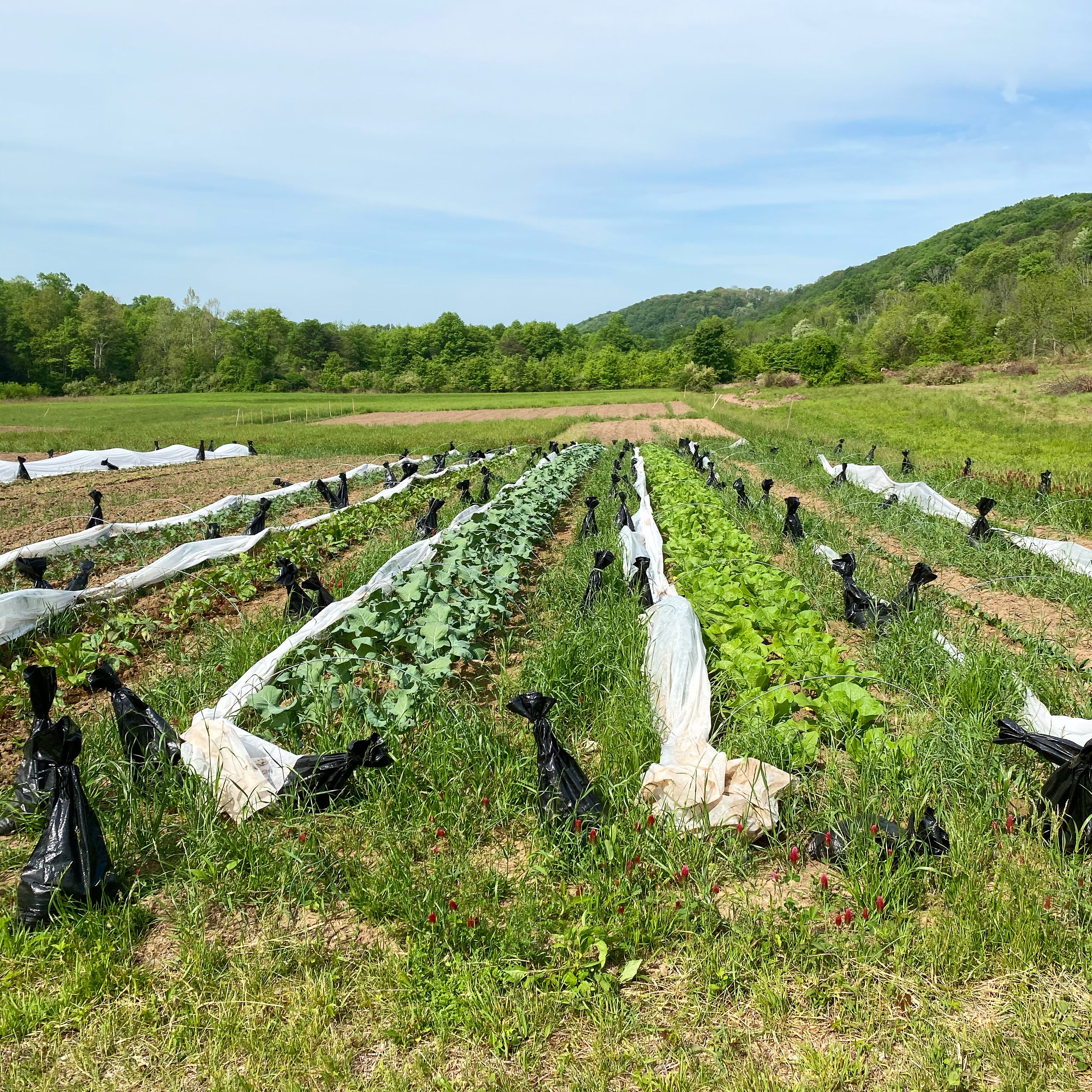 How Much Does It Cost to Start a CSA? $2,320 a Year — Here's the Real ...