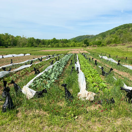 What It Really Costs to Start a CSA: A Breakdown from Our First Seasons