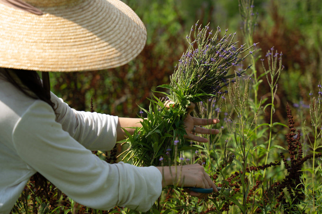 Forming a Relationship with Blue Vervain, the Plant Behind Our Mountain Ease Cream